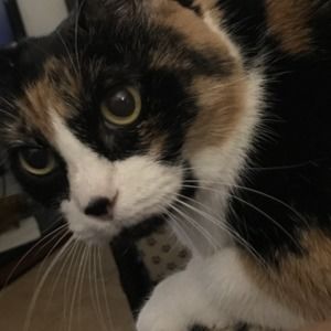 Meet your Posher, Dolores